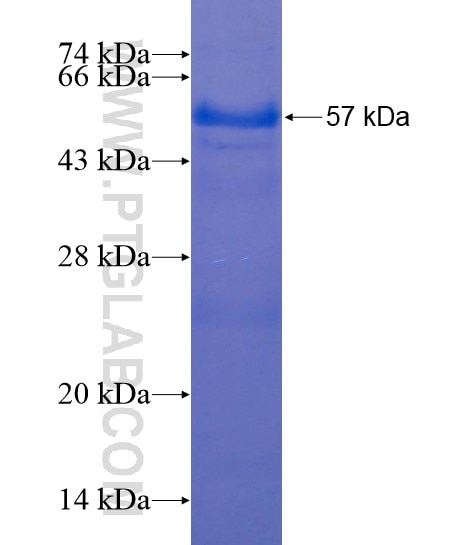 UBXN10 fusion protein Ag22037 SDS-PAGE