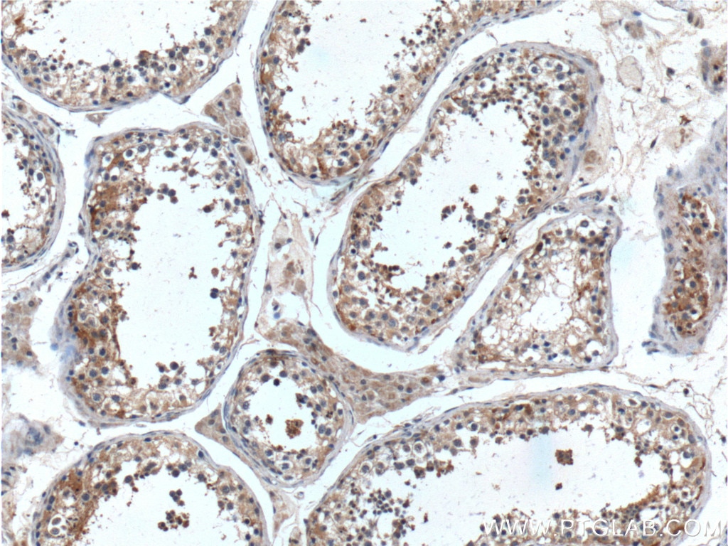 Immunohistochemistry (IHC) staining of human testis tissue using UBXN11 Polyclonal antibody (13109-1-AP)
