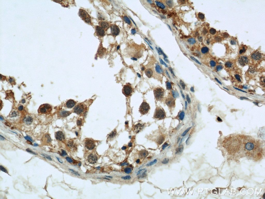 Immunohistochemistry (IHC) staining of human testis tissue using UBXN11 Polyclonal antibody (13109-1-AP)