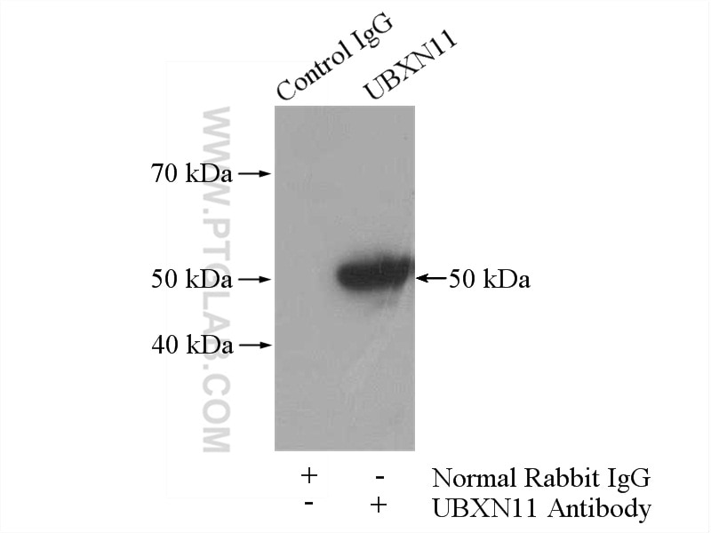 Immunoprecipitation (IP) experiment of mouse testis tissue using UBXN11 Polyclonal antibody (13109-1-AP)