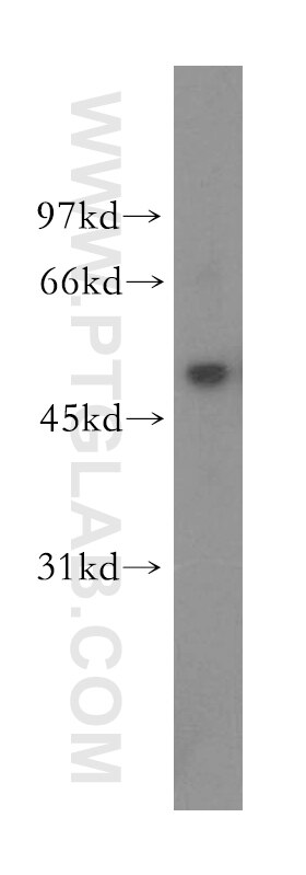 Western Blot (WB) analysis of PC-3 cells using UBXN11 Polyclonal antibody (13109-1-AP)