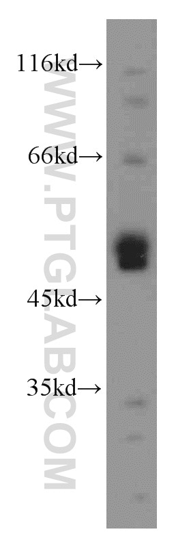 Western Blot (WB) analysis of mouse brain tissue using UBXD1 Polyclonal antibody (14706-1-AP)