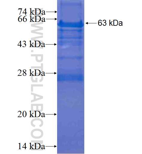 UBXN6 fusion protein Ag6394 SDS-PAGE