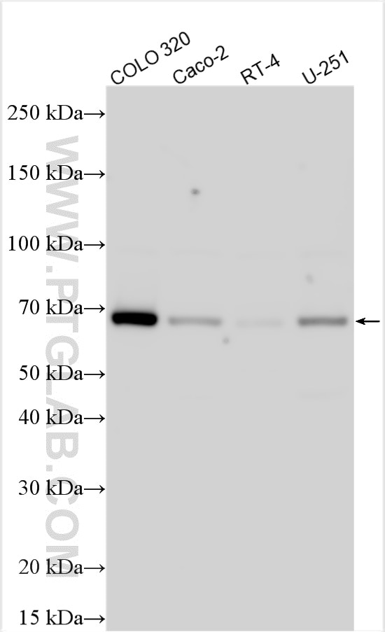 Various lysates were subjected to SDS PAGE followed by western blot with 32722-1-AP (UBXN7 antibody) at dilution of 1:4000 incubated at room temperature for 1.5 hours. Western Blot (WB) analysis of various lysates using UBXN7 Polyclonal antibody (32722-1-AP)