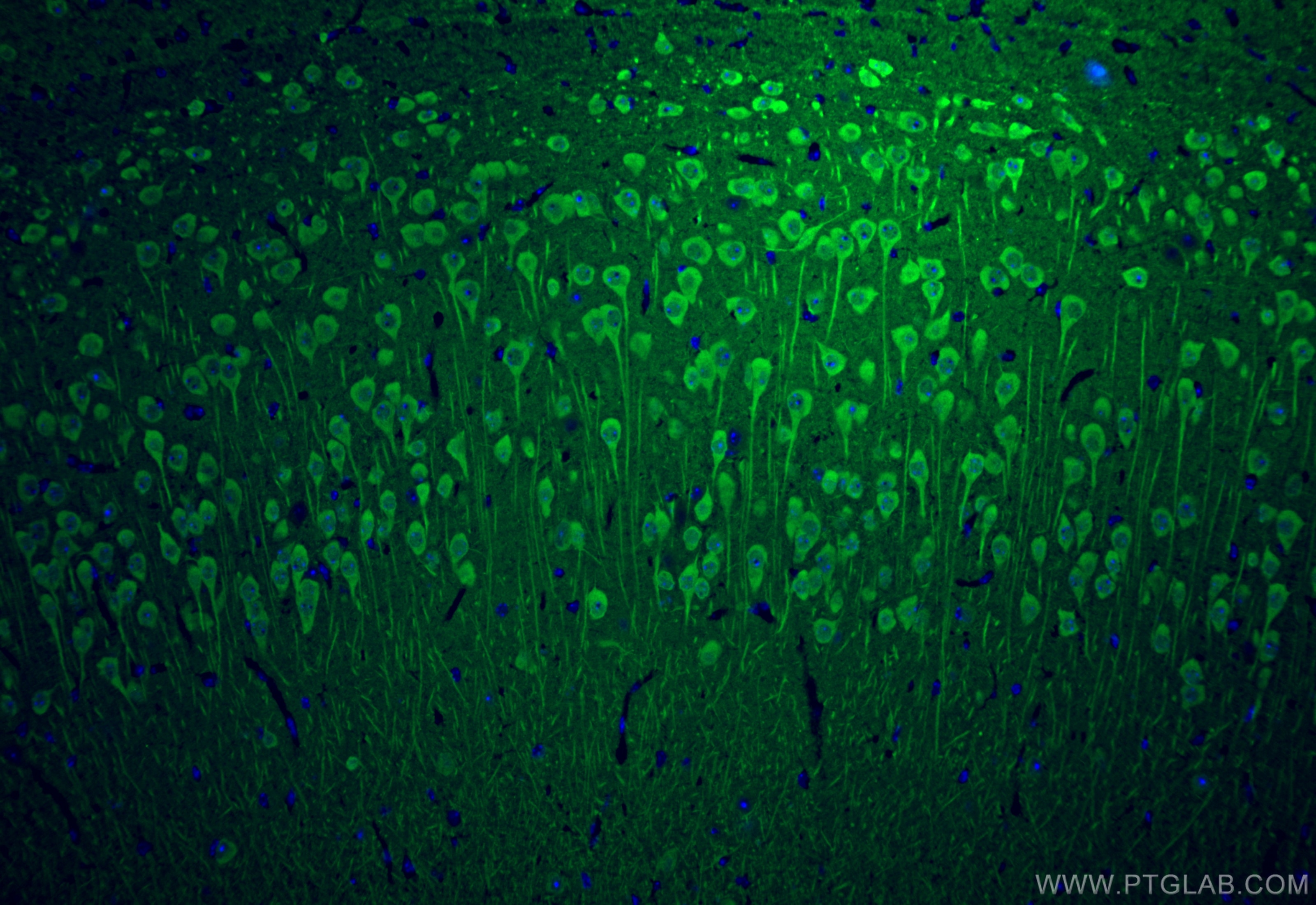 Immunofluorescence (IF) / fluorescent staining of mouse brain tissue using UCH-L1/PGP9.5 Polyclonal antibody (14730-1-AP)