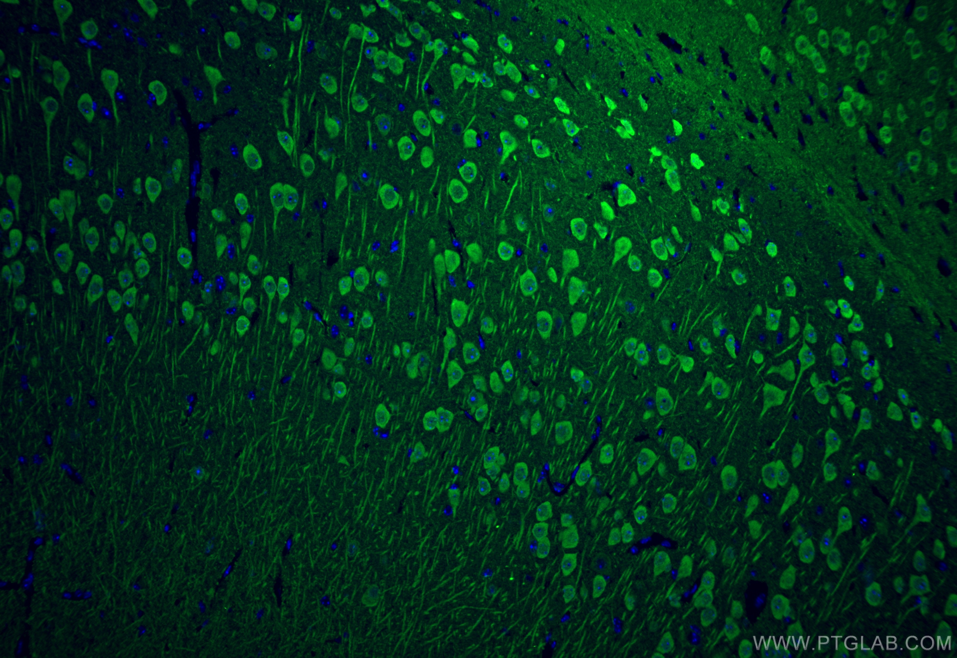 Immunofluorescence (IF) / fluorescent staining of mouse brain tissue using UCH-L1/PGP9.5 Monoclonal antibody (66230-1-Ig)