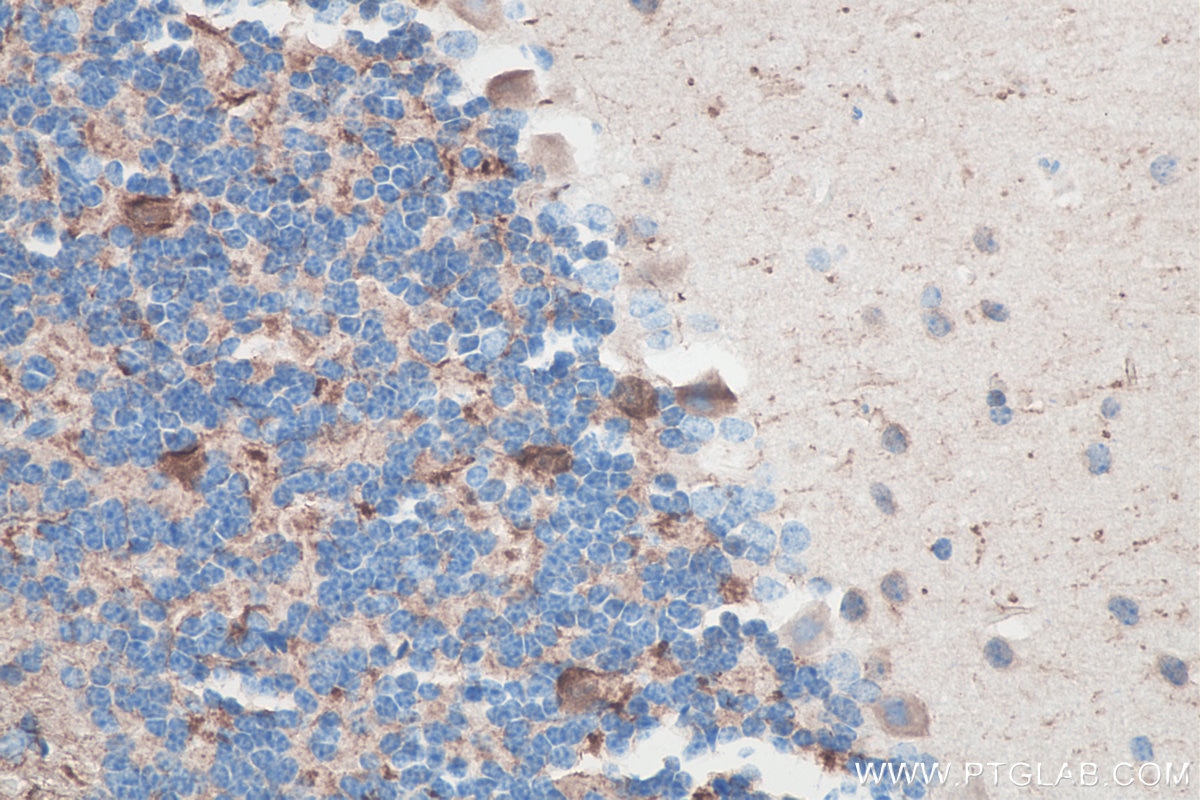 Immunohistochemistry (IHC) staining of mouse cerebellum tissue using UCHL1/PGP9.5 Monoclonal antibody (66230-1-Ig)