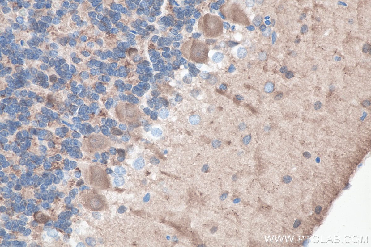 Immunohistochemistry (IHC) staining of rat cerebellum tissue using UCHL1/PGP9.5 Monoclonal antibody (66230-1-Ig)
