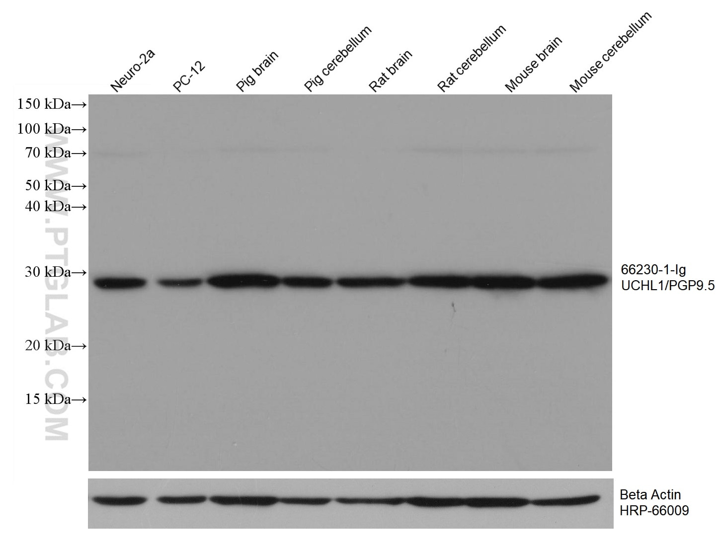 WB analysis using 66230-1-Ig