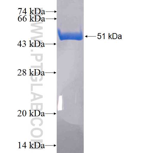 UCHL1 fusion protein Ag6490 SDS-PAGE
