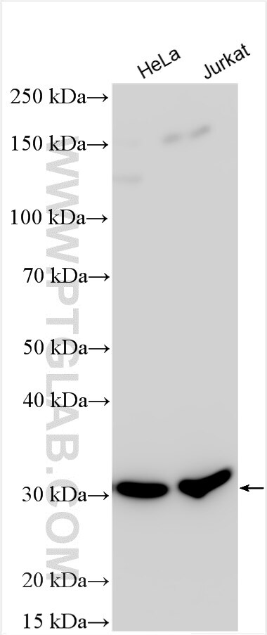 Western Blot (WB) analysis of various lysates using UCHL3 Polyclonal antibody (12384-1-AP)