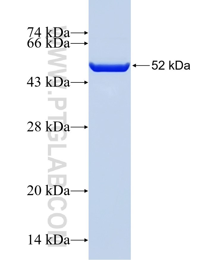 UCHL3 fusion protein Ag3053 SDS-PAGE
