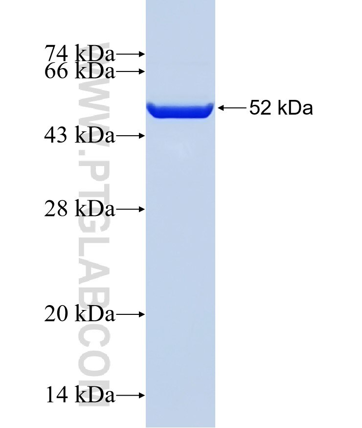 UCHL3 fusion protein Ag3053 SDS-PAGE