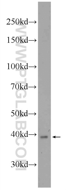 Western Blot (WB) analysis of mouse colon tissue using UCHL5 Polyclonal antibody (11527-1-AP)