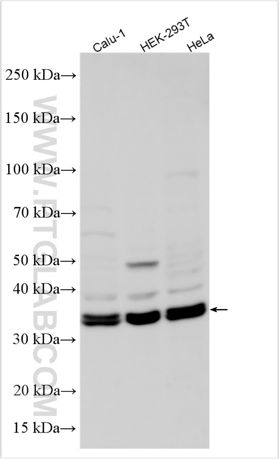 Western Blot (WB) analysis of Calu-1 cells using UCHL5 Polyclonal antibody (11527-1-AP)