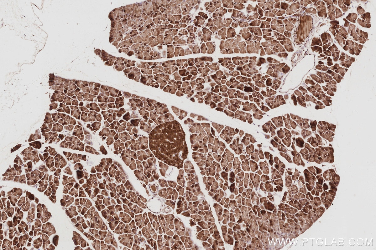 Immunohistochemistry (IHC) staining of mouse pancreas tissue using UCHL5 Monoclonal antibody (68535-1-Ig)