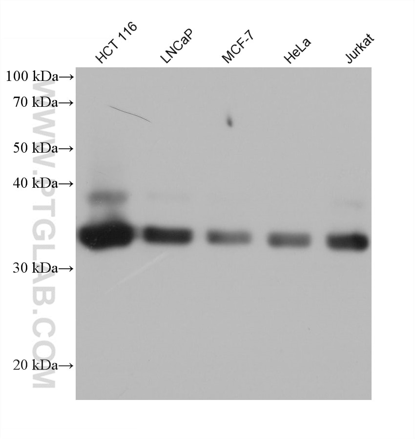Western Blot (WB) analysis of various lysates using UCHL5 Monoclonal antibody (68535-1-Ig)