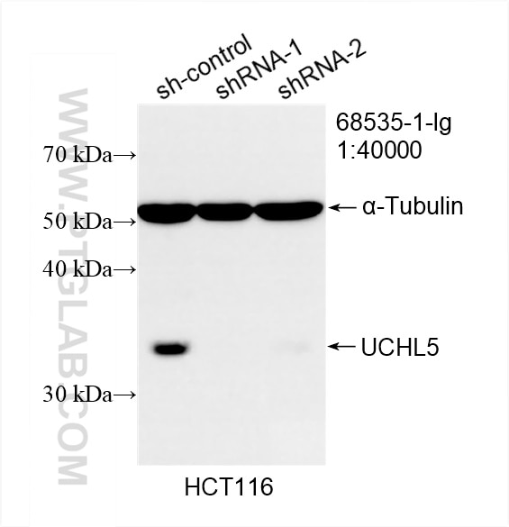 Western Blot (WB) analysis of HCT 116 cells using UCHL5 Monoclonal antibody (68535-1-Ig)