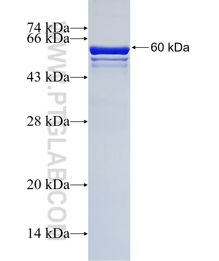 UCHL5 fusion protein Ag2095 SDS-PAGE