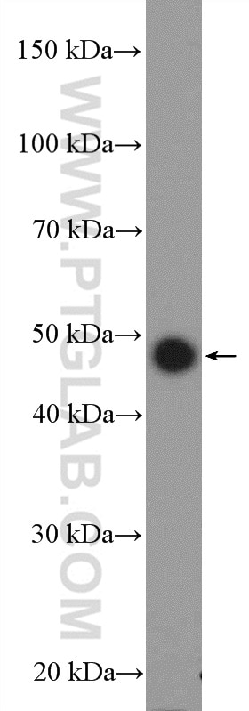 Western Blot (WB) analysis of MCF-7 cells using UCHL5IP Polyclonal antibody (17830-1-AP)