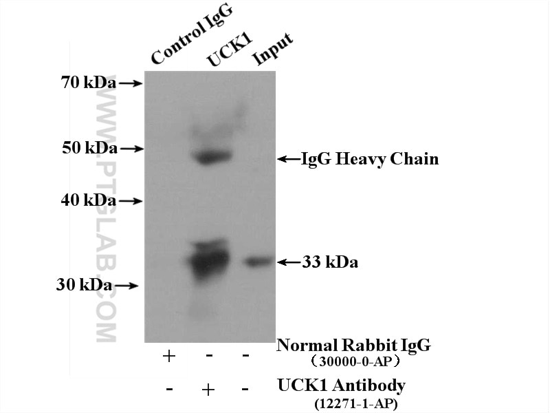 Immunoprecipitation (IP) experiment of MCF-7 cells using UCK1 Polyclonal antibody (12271-1-AP)