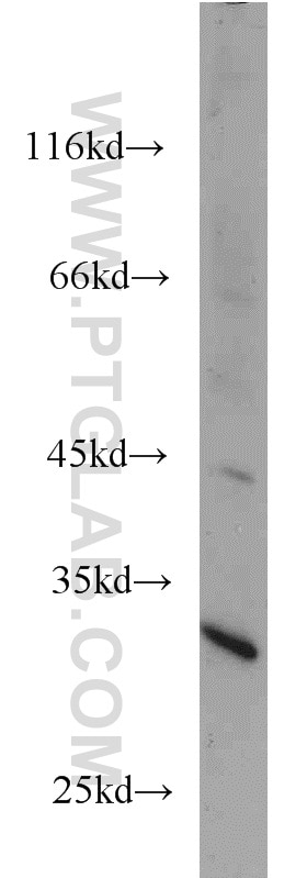 Western Blot (WB) analysis of MCF-7 cells using UCK1 Polyclonal antibody (12271-1-AP)