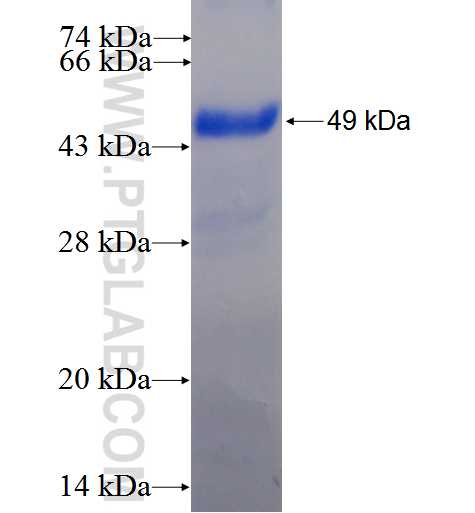 UCK1 fusion protein Ag2912 SDS-PAGE