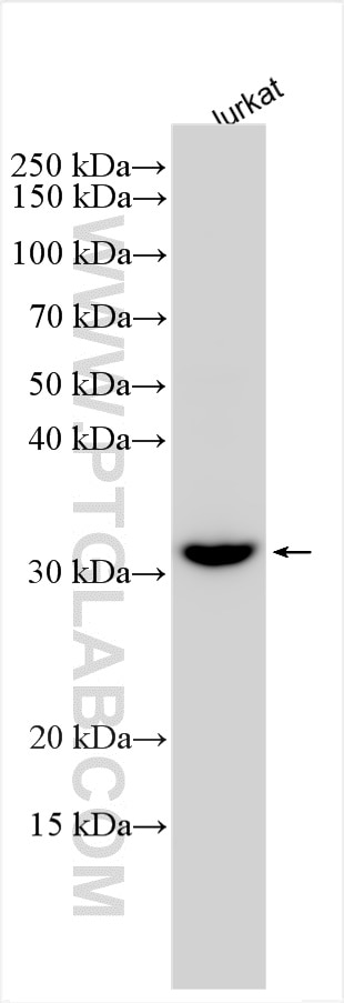 Western Blot (WB) analysis of Jurkat cells using UCK2 Polyclonal antibody (10511-1-AP)