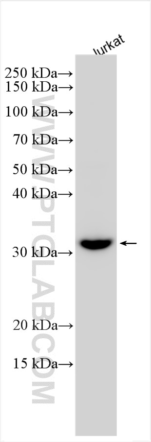 WB analysis of Jurkat using 10511-1-AP