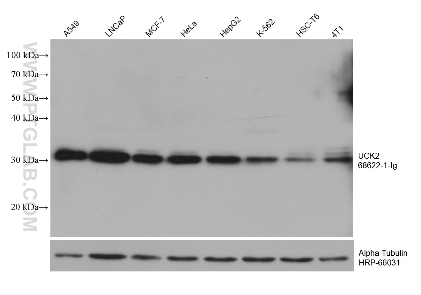 Western Blot (WB) analysis of various lysates using UCK2 Monoclonal antibody (68622-1-Ig)