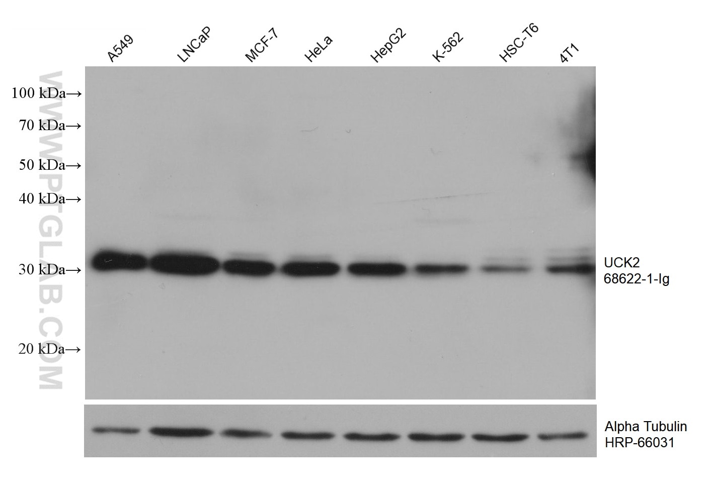 WB analysis using 68622-1-Ig