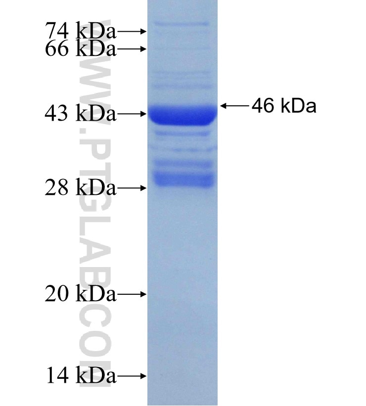UCKL1 fusion protein Ag30535 SDS-PAGE
