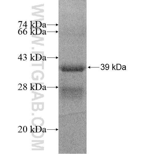 UCN fusion protein Ag15995 SDS-PAGE