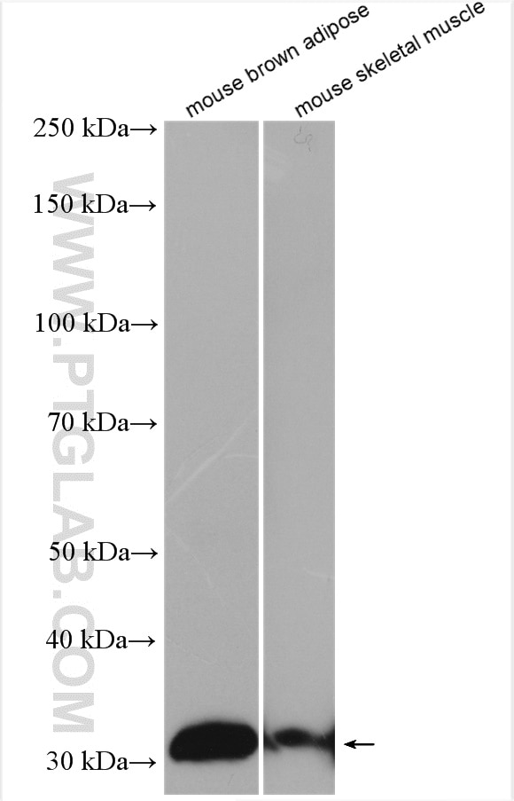 Western Blot (WB) analysis of various lysates using UCP1 Polyclonal antibody (23673-1-AP)