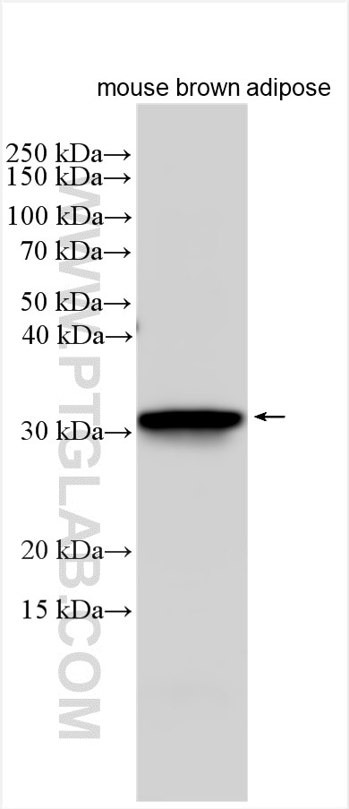 Western Blot (WB) analysis of mouse brown adipose tissue using UCP1 Polyclonal antibody (23673-1-AP)