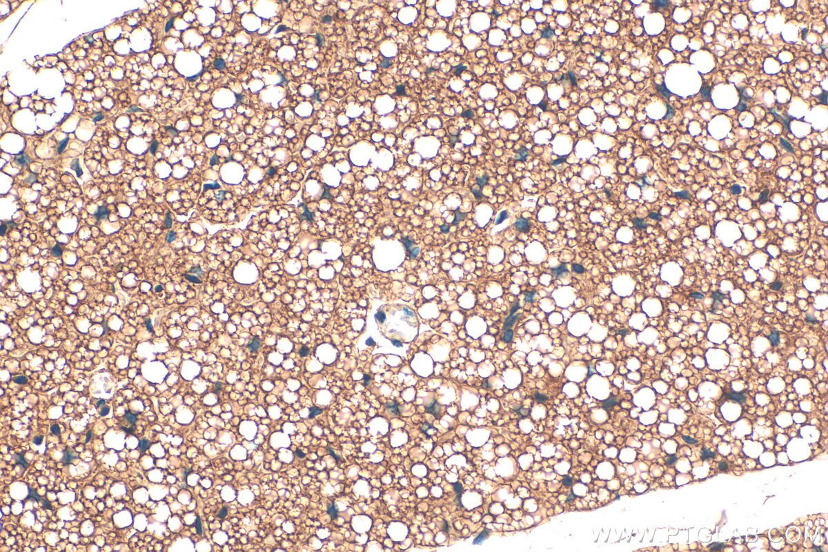 Immunohistochemistry (IHC) staining of mouse brown adipose tissue using UCP1 Polyclonal antibody (32710-1-AP)