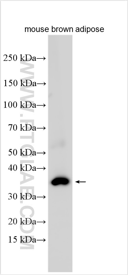 Western Blot (WB) analysis of various lysates using UCP1 Polyclonal antibody (32710-1-AP)