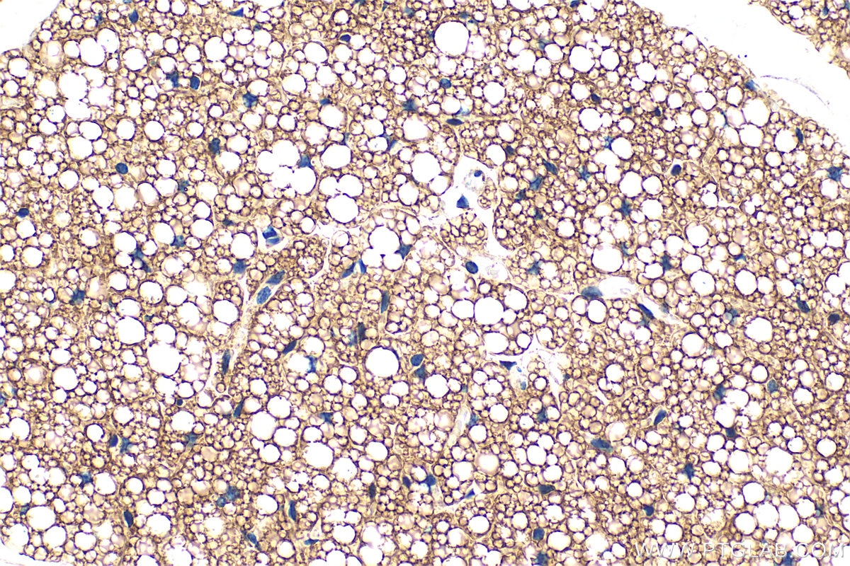 IHC staining of mouse brown adipose using RMX00036 Immunohistochemistry (IHC) staining of mouse brown adipose tissue using Multi-rAb® UCP1 Multi-Recombinant antibody (RMX00036)