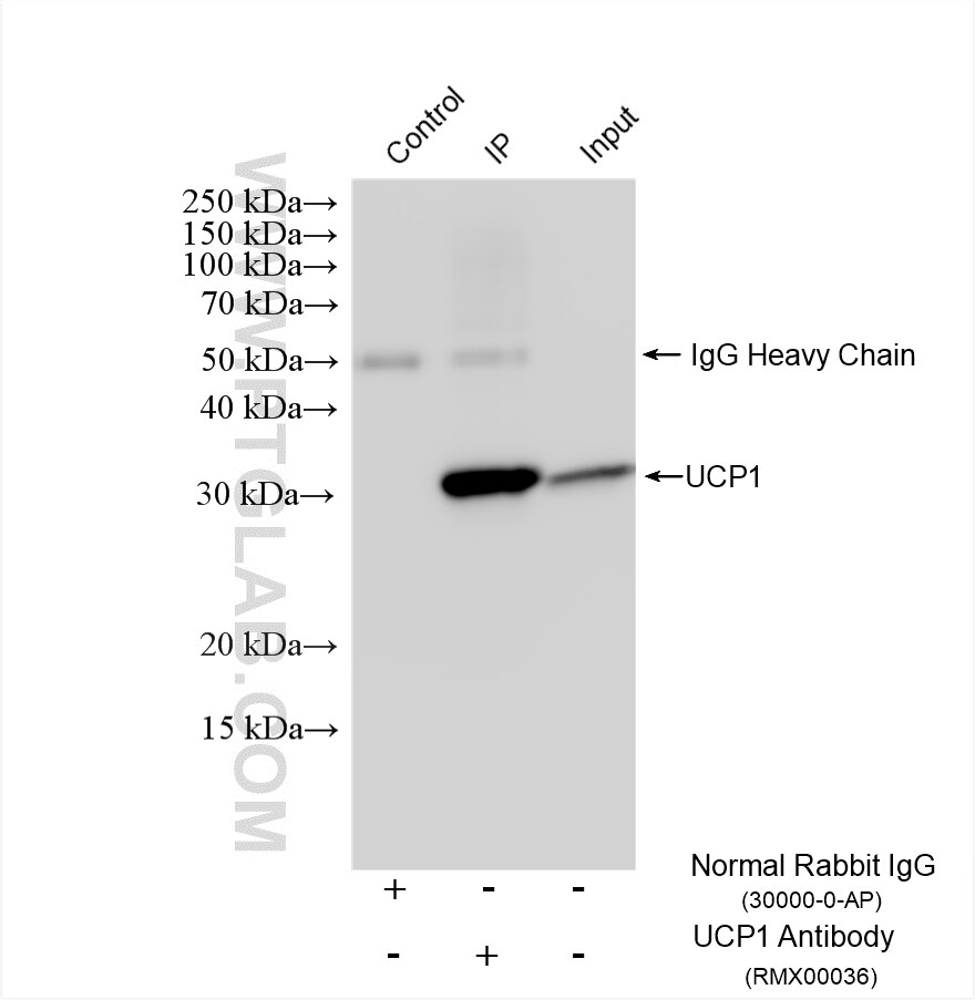 IP experiment of mouse brown adipose using RMX00036 Immunoprecipitation (IP) experiment of mouse brown adipose tissue using Multi-rAb® UCP1 Multi-Recombinant antibody (RMX00036)