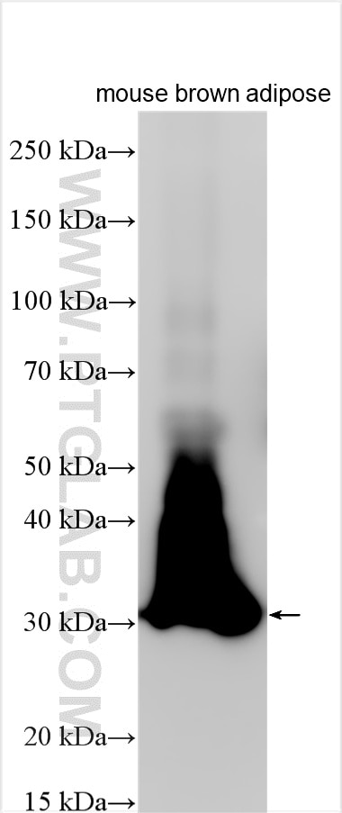 WB analysis using RMX00036 Western Blot (WB) analysis of various lysates using Multi-rAb® UCP1 Multi-Recombinant antibody (RMX00036)