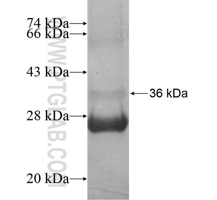 UCP1 fusion protein Ag16153 SDS-PAGE UCP1 fusion protein Ag16153 SDS-PAGE