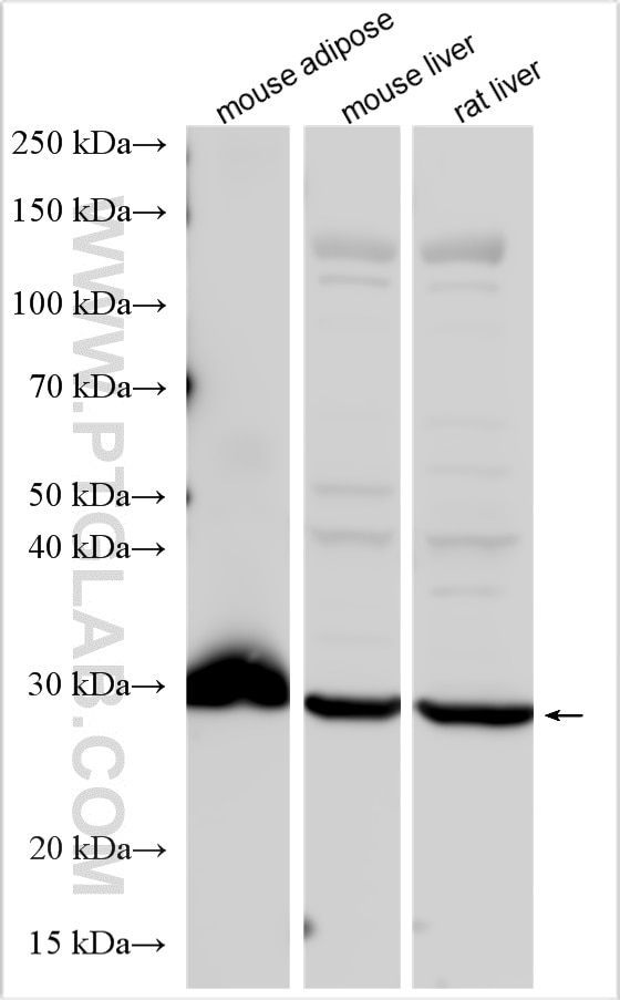 Western Blot (WB) analysis of various lysates using UCP2 Polyclonal antibody (11081-1-AP)