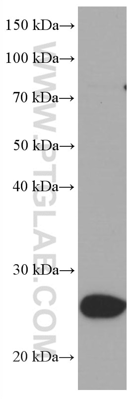 Western Blot (WB) analysis of Jurkat cells using UCP2 Monoclonal antibody (66700-1-Ig)