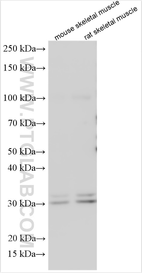 Western Blot (WB) analysis of various lysates using UCP3 Polyclonal antibody (10750-1-AP)