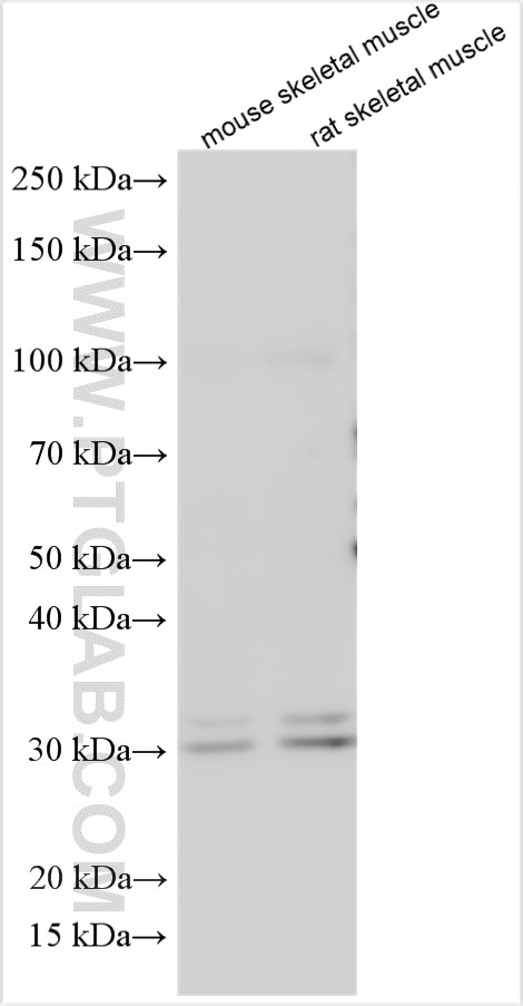 WB analysis using 10750-1-AP