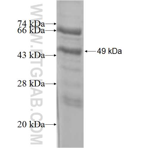 UCP3 fusion protein Ag1134 SDS-PAGE
