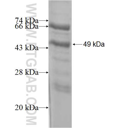 UCP3 fusion protein Ag1134 SDS-PAGE