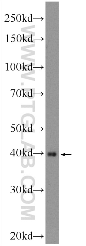 Western Blot (WB) analysis of PC-3 cells using UCP5 Polyclonal antibody (25223-1-AP)