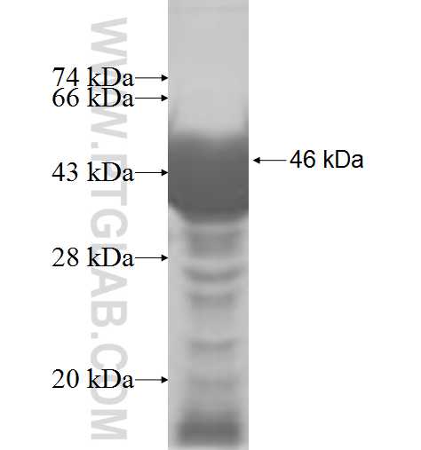 UEVLD fusion protein Ag6805 SDS-PAGE