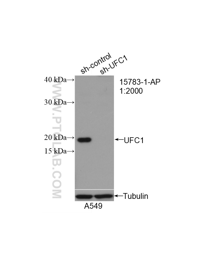 Western Blot (WB) analysis of A549 cells using UFC1 Polyclonal antibody (15783-1-AP)